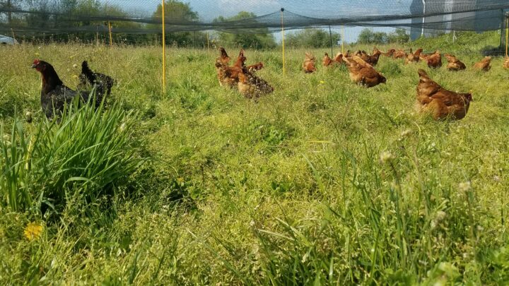 Poules pondeuses en plein air au pâturage en agriculture biologique à la ferme de la Perdrière